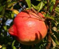 POMEGRANATE