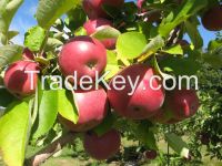 https://ar.tradekey.com/product_view/Fresh-Apple-Of-Fruit-7307383.html