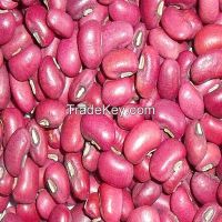 https://www.tradekey.com/product_view/2014-New-Crop-Red-Cowpea-Bean-7314060.html