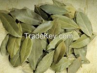 Bay Leaves, Laurel, Spices