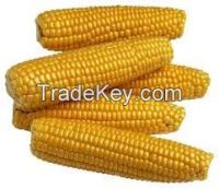 yellow corn