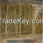 https://es.tradekey.com/product_view/Bamboo-7316613.html