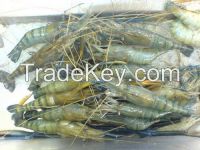 FRESH WATER KING PRAWN, frozen vannamei shrimp, shrimp solonocera melantho,Shrimps  Valencia