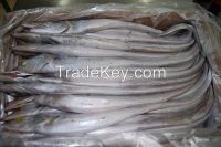 Frozen ribbonfish, Frozen seabass fillet 