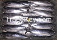 bonito, Frozen Eastern Tuna, Frozen Tuna Loin, yellow tuna fish