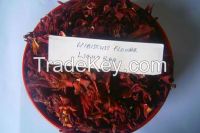 Hibiscus Flower Light Red