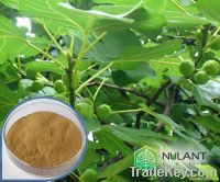 Olive leaf extract 60% Oleuropein supplier