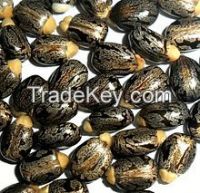 Castor Bean Seed
