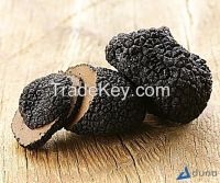Black truffles Latin name &amp;quot;Tuber aestivum&amp;quot;