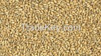 SOFT RED WINTER WHEAT(SRWW)