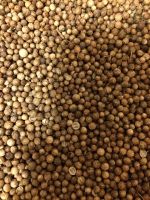 Coriander seed