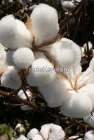 RAW COTTON