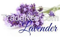 Lavender Oil