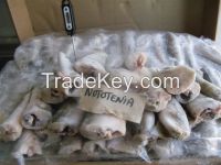NOTOTHENIA HGT 80 GR UP 