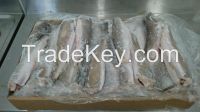 HGT HAKE (HUBBSI) 350-550