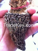 https://jp.tradekey.com/product_view/5-Tons-Of-Dried-Wild-Morels-Of-High-quailty-7347801.html