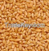 Wheat Supplier