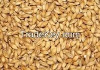 barley