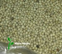 White Pepper