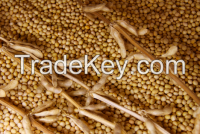 soy beans for sale