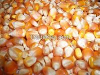 yellow and white corn for sale