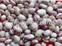 Crop 2014 KIDNEY bean, Long Shape Kidney Bean,Round Shape Kidney Bean