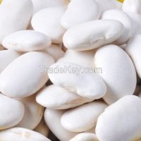 Crop 2014 KIDNEY bean,Japanese White Kidney Bean(England,Japanese,Medium,Spanish,Navy,Alubia,Large,Long,Round,Small)