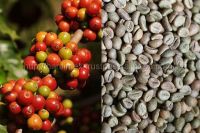 VIetnam Robusta Coffee CHEAPEST PRICE BEST QUALITY