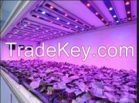 Hybrid tomato seeds led grow light, mini grow led light, grow system grow light