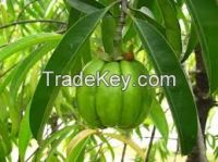 garcinia cambogia