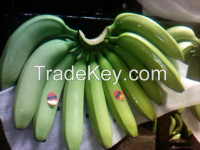 Fresh Green Class A Cavendish Bananas