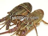 https://fr.tradekey.com/product_view/Best-Green-Lobster-7413017.html