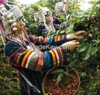 Arabica coffee from the most northern of Thailand