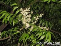 Neem De Oiled Cake (Neem DOC)