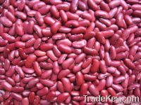 Dark Red Kidney Beans 180-200pcs/100g
