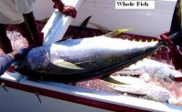 Fresh Yellowfin Tuna