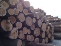 Best Pine wood logs