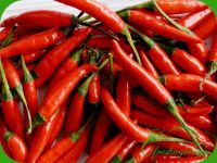 Fresh red hot chilli