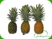 Fresh Pineapple