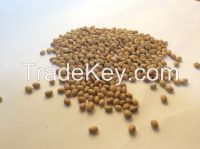 Ethiopian small light brown kidney bean