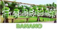https://ar.tradekey.com/product_view/Banano-7402013.html