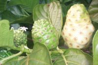 Hawaiian Noni Juice