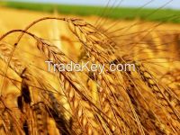 milling wheat 