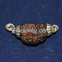 One Face Rudraksha