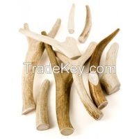 Deer antlers