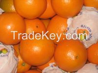Fresh Egyptian Orange for SaLe