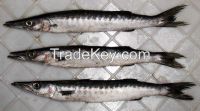 Frozen Barracuda Fish