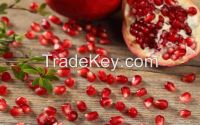 https://es.tradekey.com/product_view/Bhagwa-Variety-Pomegranate-Plant-Saplings-amp-amp-Gooty-7415717.html