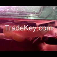 Super red Arowana fishes for sale. different sizes available
