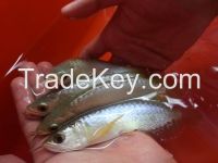 Crossback golden Head Blue base Arowana fish 5-12 inches for sale